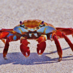Crabby