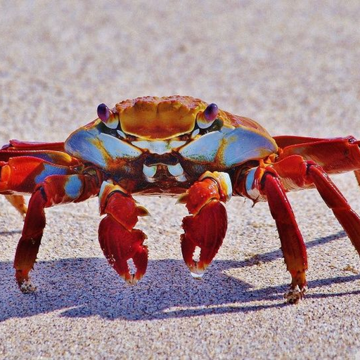 Crabby