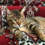 [^]Bengal V.2